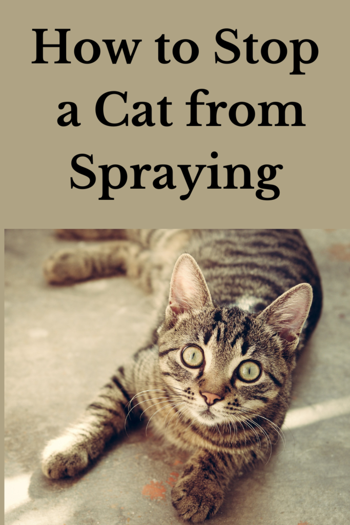 How to Stop a Cat from Spraying - Fix It by Knowing WHY