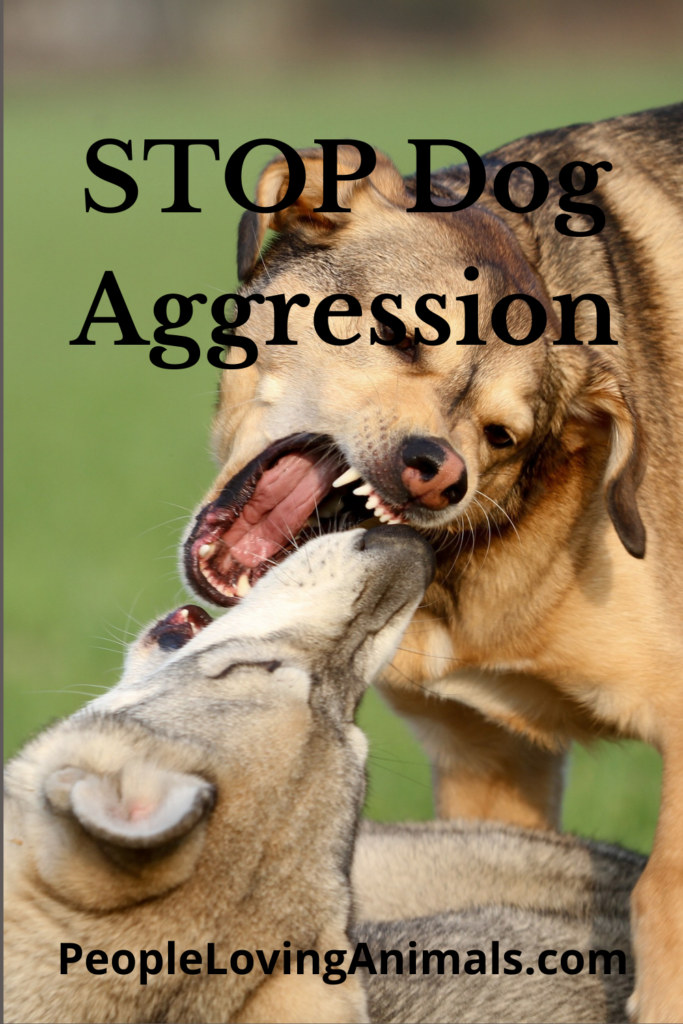 How to Stop a Dog from Being Aggressive Why It's Happening