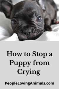how to stop a puppy from crying