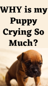 why does my puppy cry so much?
