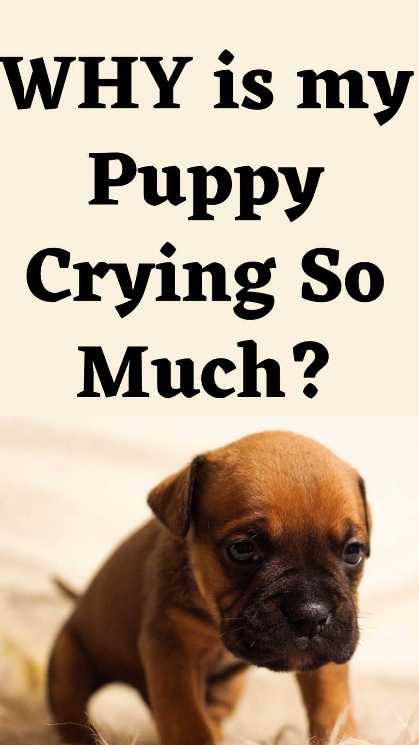 How to Stop a Puppy from Crying Fix It by Knowing WHY
