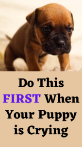 do this first when your puppy is crying