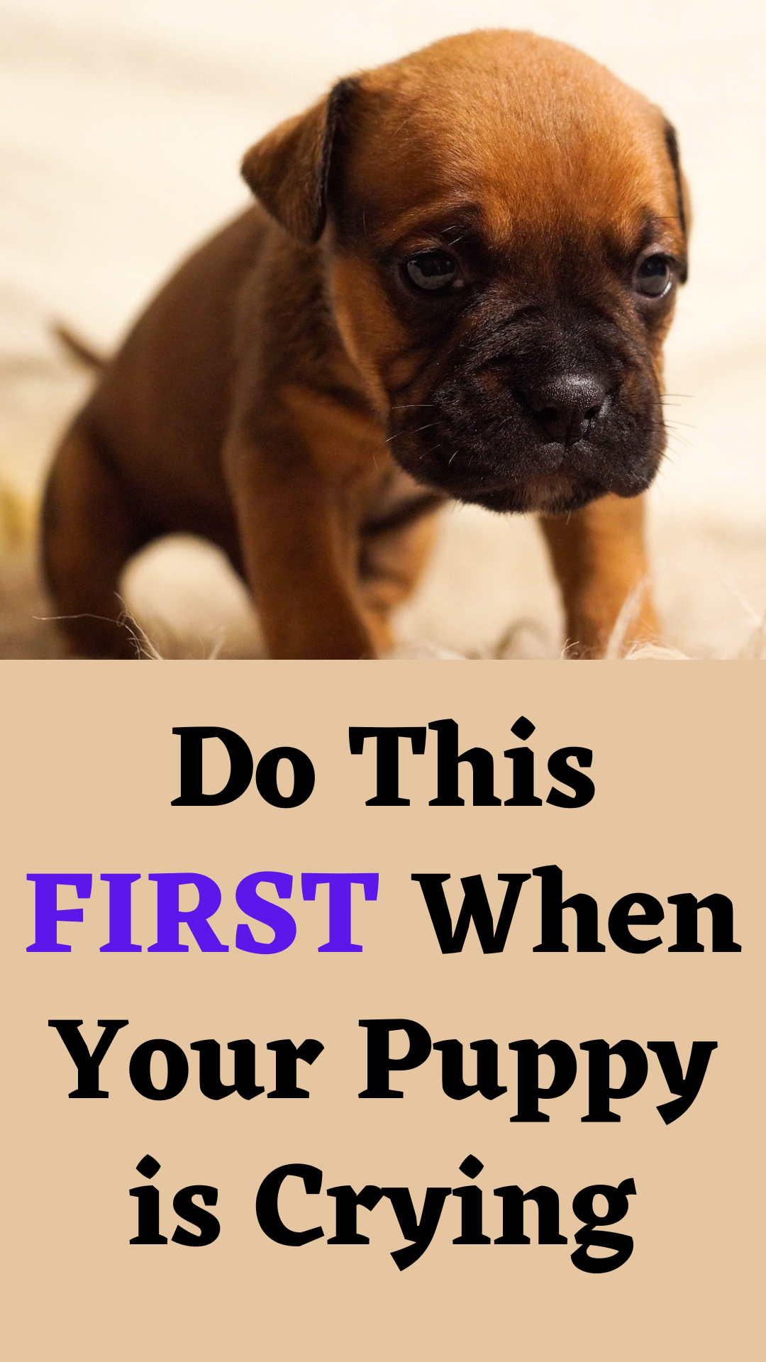 How to Stop a Puppy from Crying Fix It by Knowing WHY