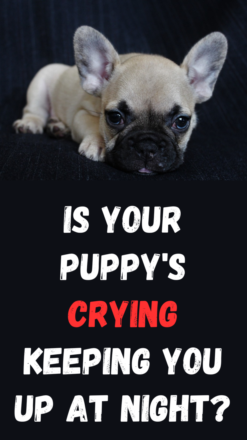 How to Stop a Puppy from Crying Fix It by Knowing WHY