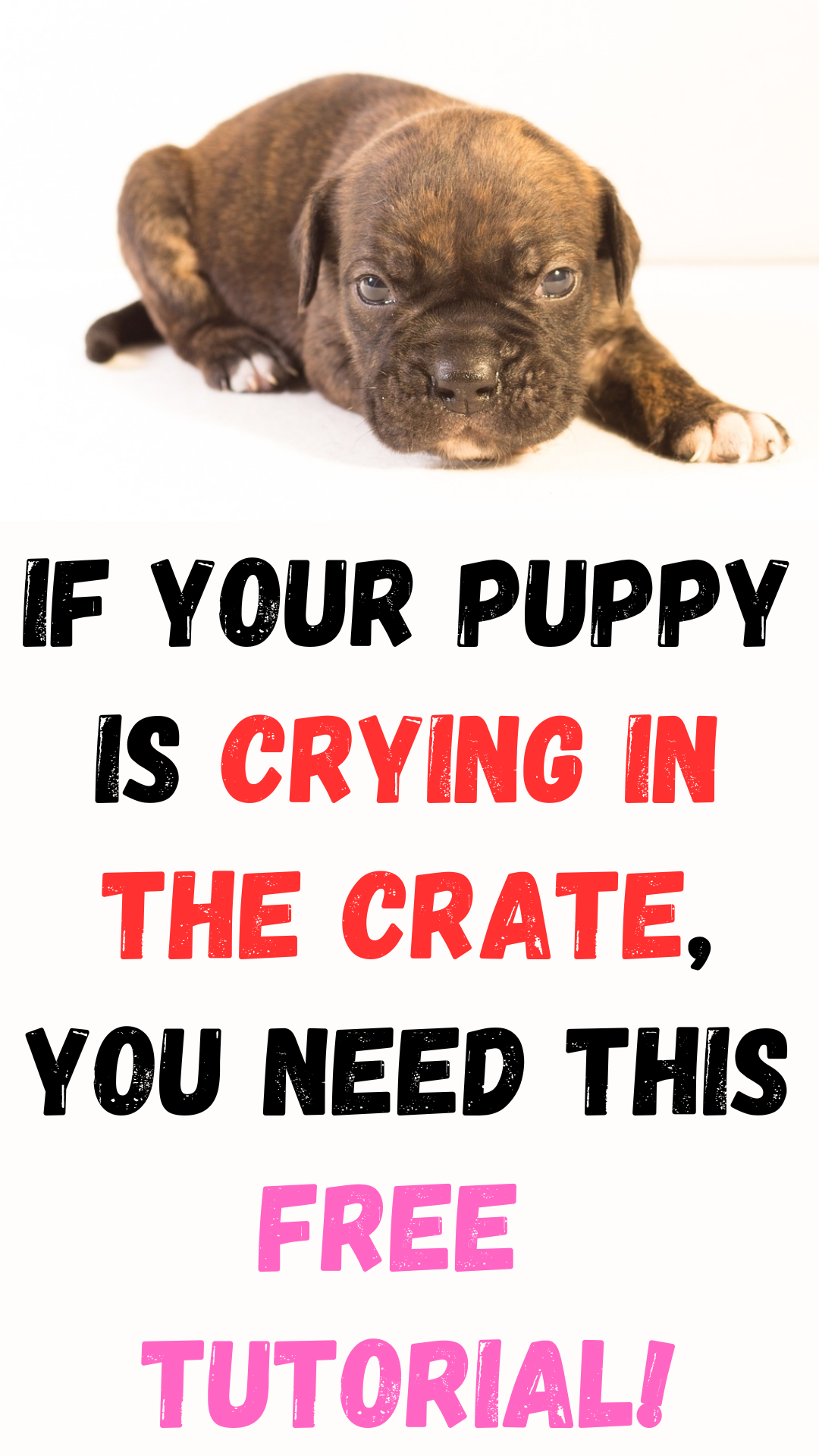 How To Stop A Puppy From Crying - Fix It By Knowing WHY