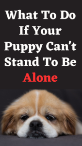 what to do if your puppy can't stand to be left alone
