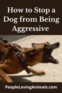 how to stop a dog from being aggressive