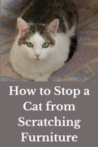 how to stop a cat from scratching furniture