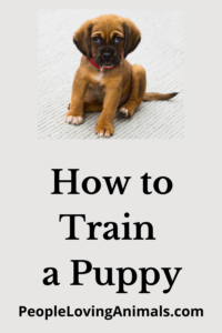 how to train a puppy