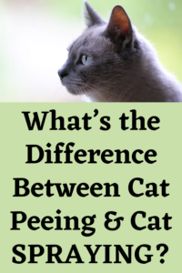 what's the difference between cat spraying and cat urinating?