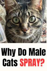 do male cats spray?