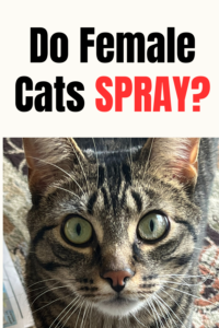 do female cats spray?