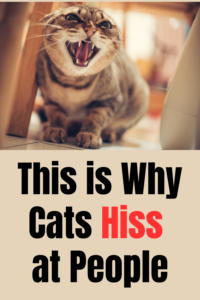 why cats hiss at peopl