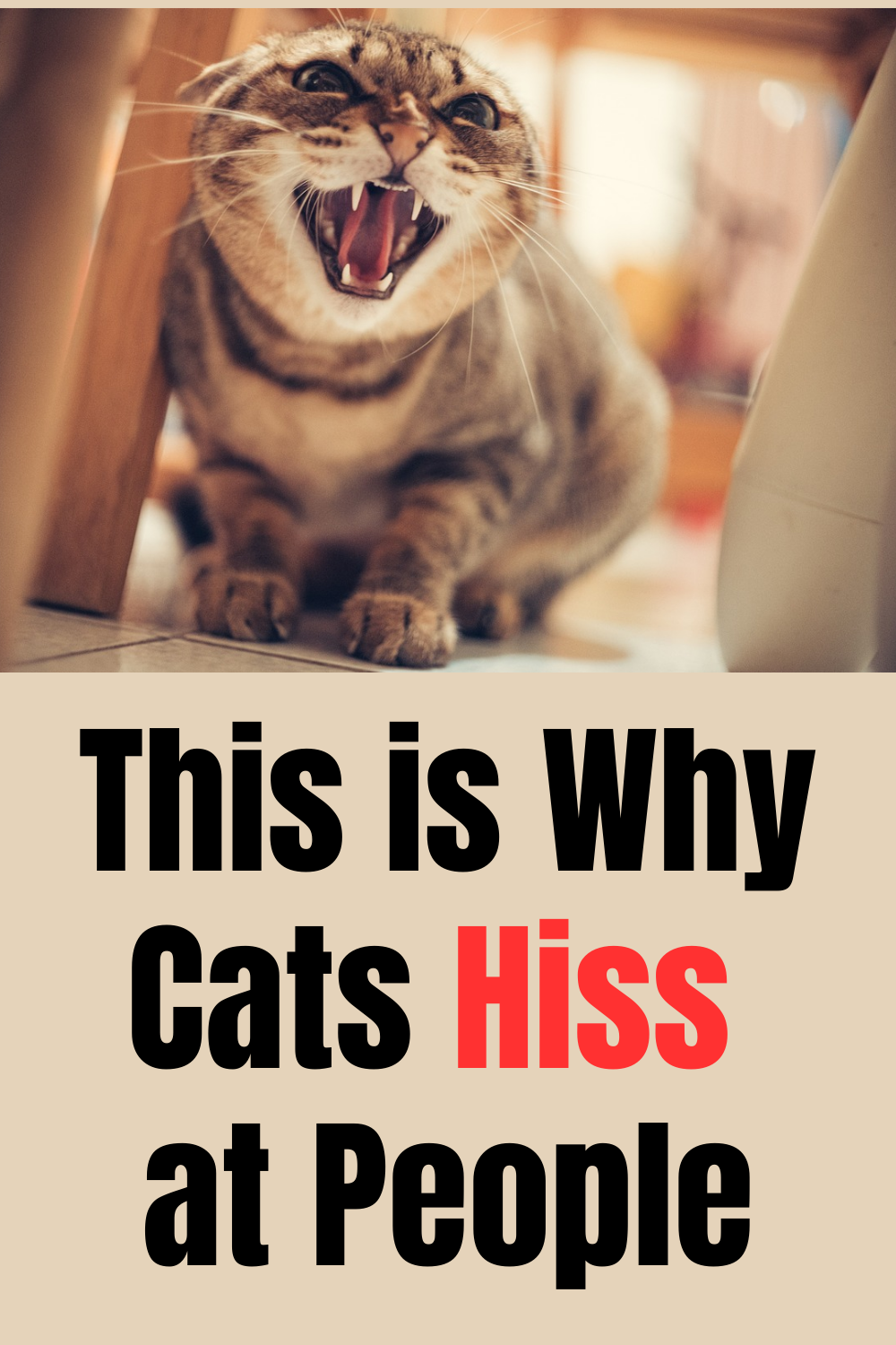 Why Do Cats Hiss? - At People, Each Other and What to Do