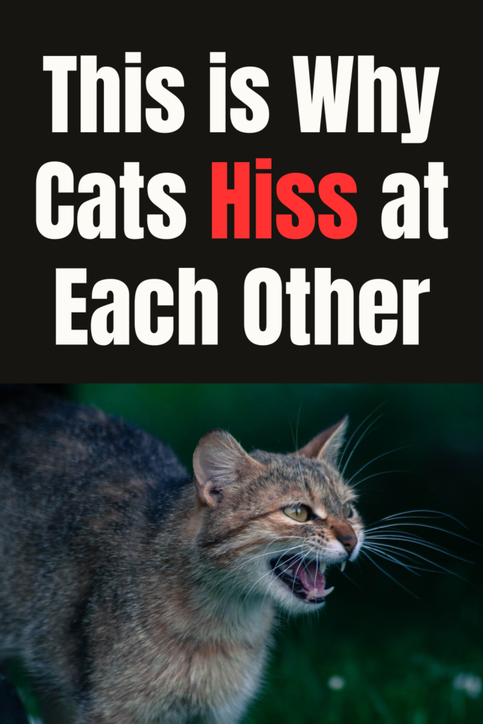 Why Do Cats Hiss? At People, Each Other and What to Do