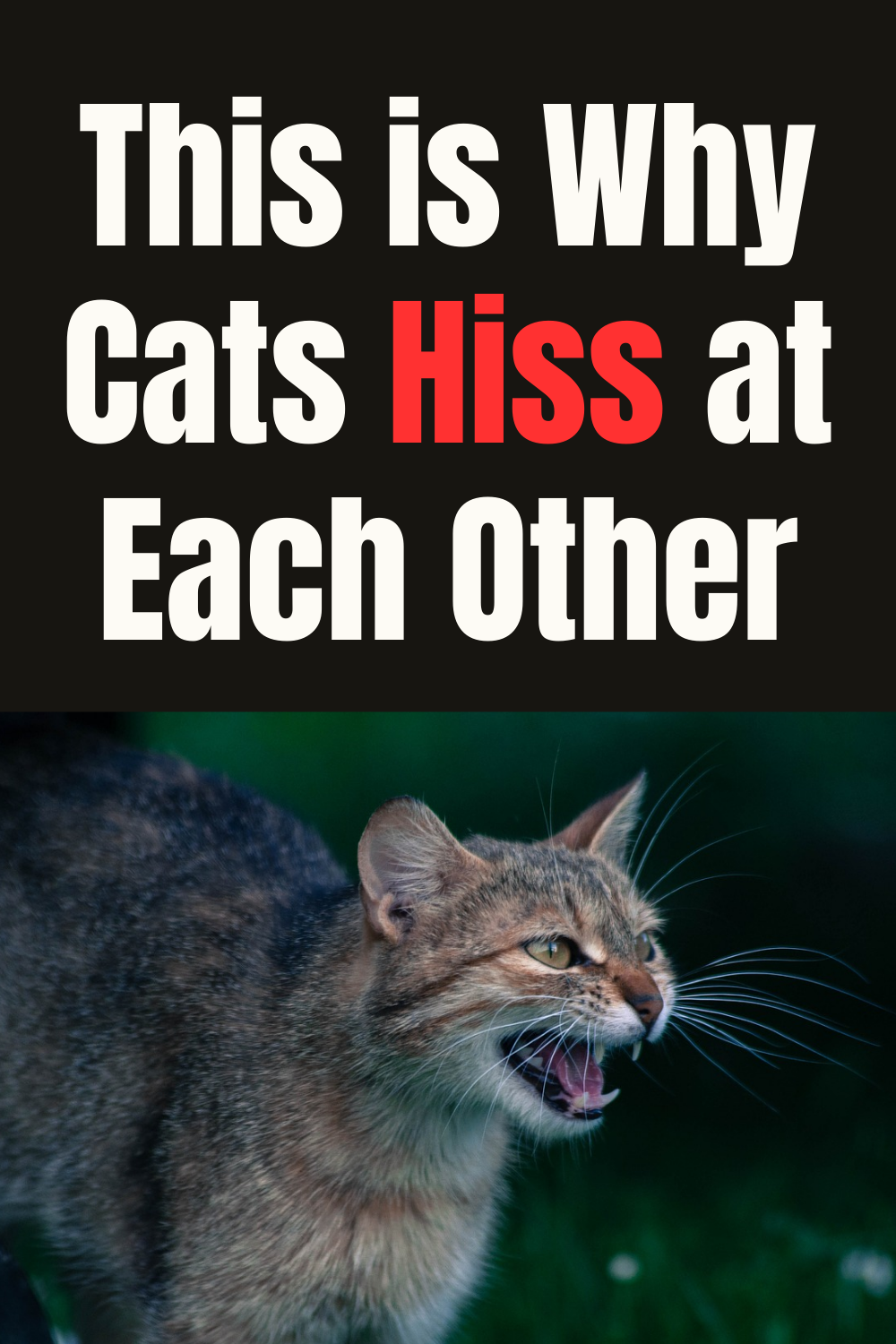 Why Do Cats Hiss? - At People, Each Other and What to Do