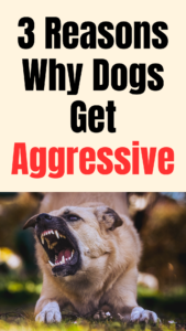 3 reasons why dogs get aggressive