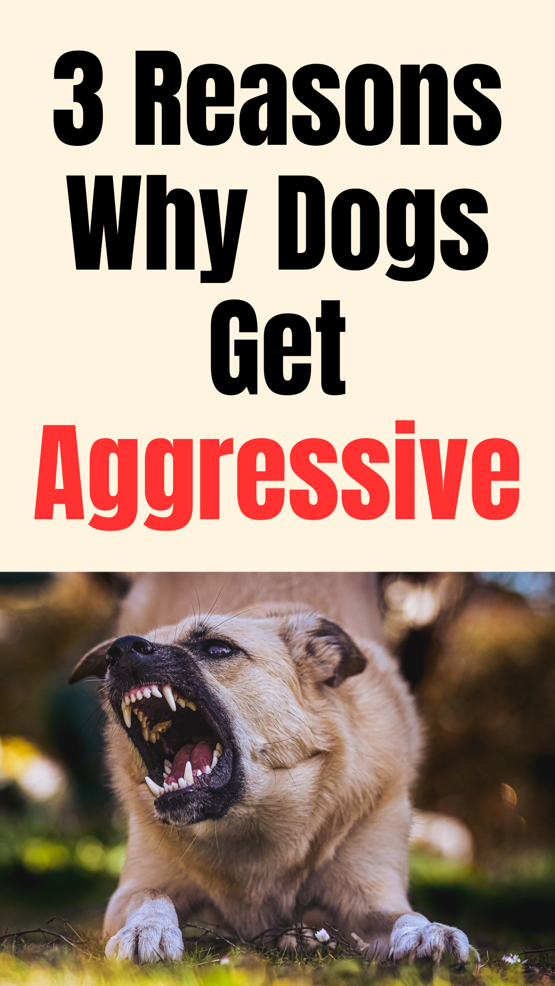 How to Stop a Dog from Being Aggressive - Why It's Happening