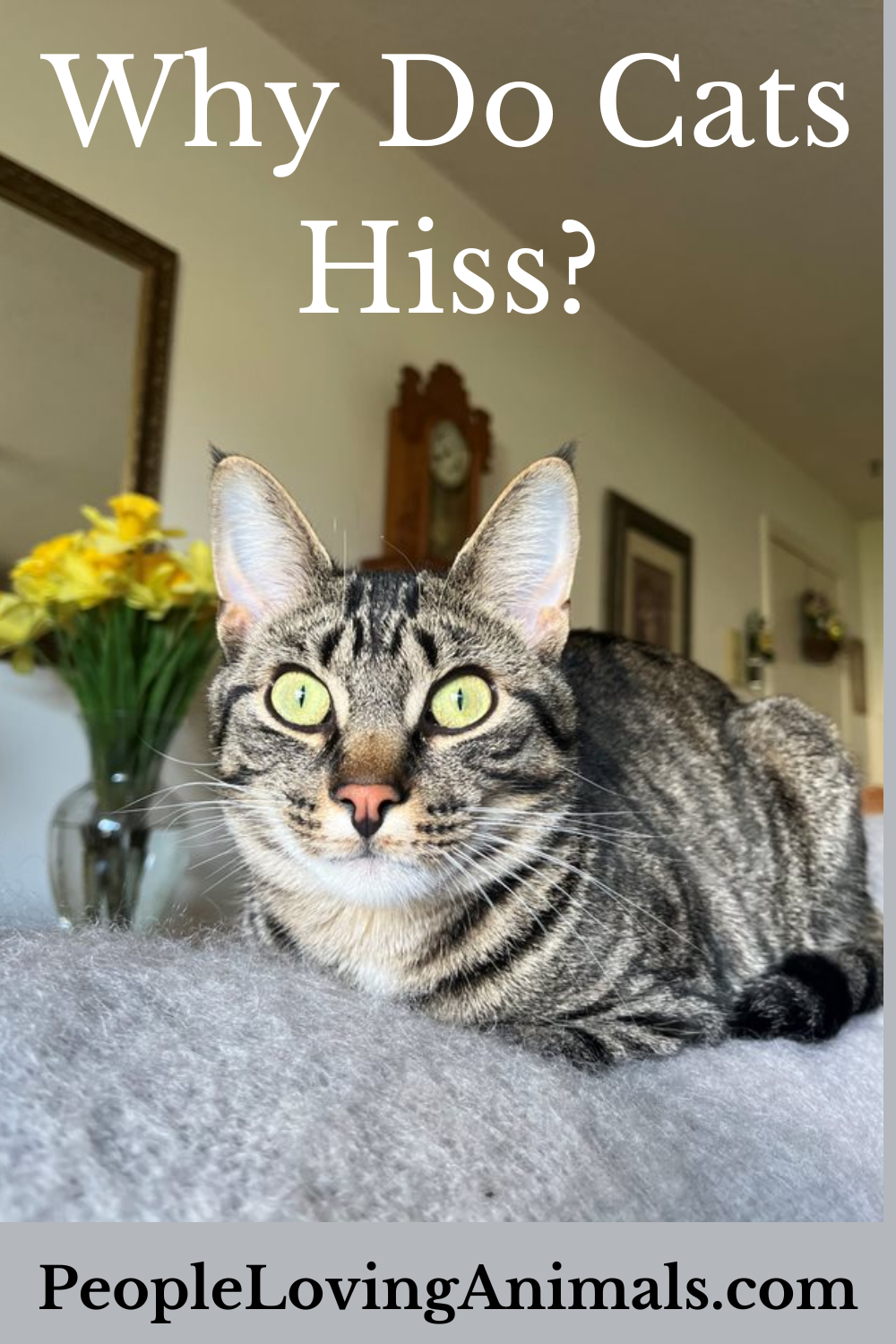 Why Do Cats Hiss? - At People, Each Other and What to Do