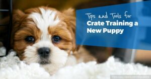 New Puppy Schedule