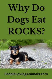 why do dogs eat rocks