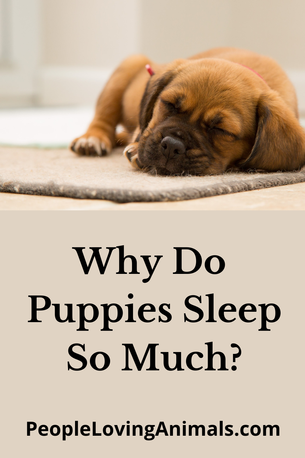 Why Do Puppies Sleep So Much? 1820 Hours a Day is Normal!