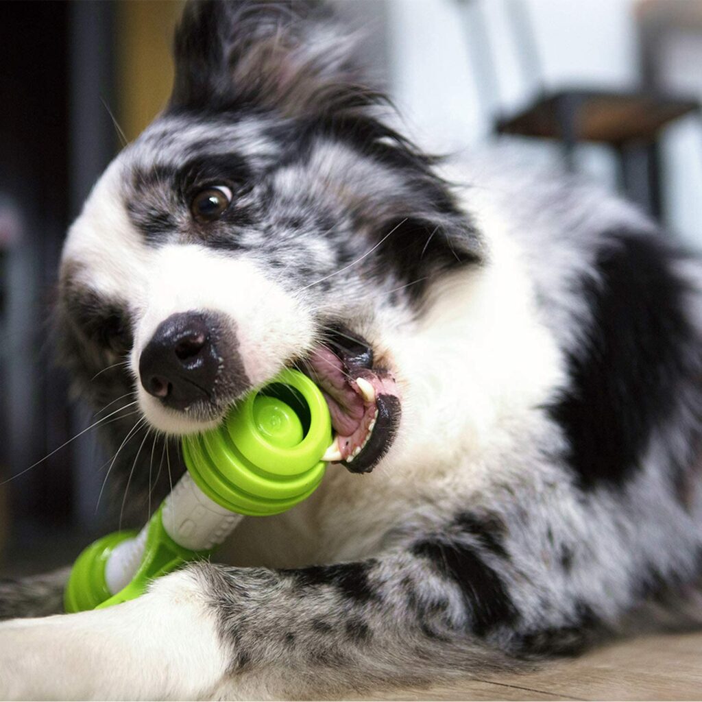 Why Do Dogs Eat Rocks? Dogs Eating Rocks Can Be Dangerous!