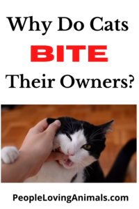 why do cats bite their owners