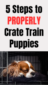 5 steps to properly crate train puppies
