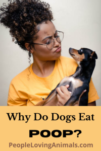 why do dogs eat poop