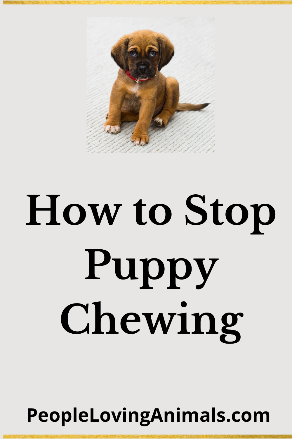 How to Stop Puppy Chewing StepbyStep Instructions
