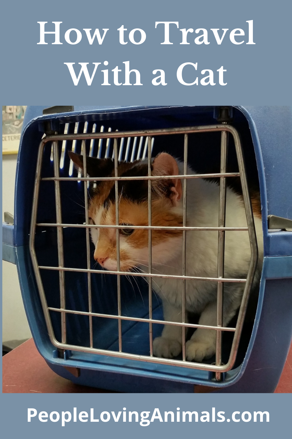 How to Travel With a Cat 5 Tips for Safety and Comfort