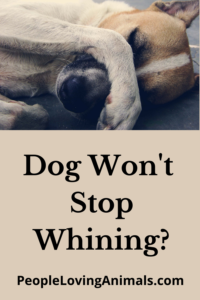 how to stop dog whining