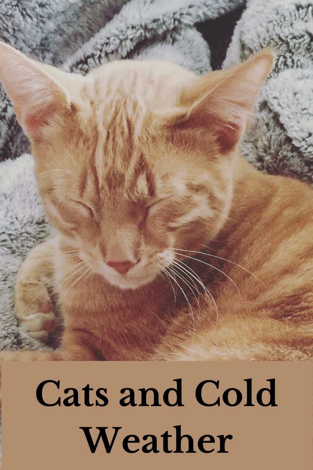 Cats and Cold Weather Their Fur Coat Isn't Enough!