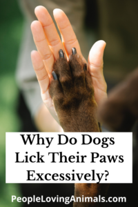 why do dogs lick their paws