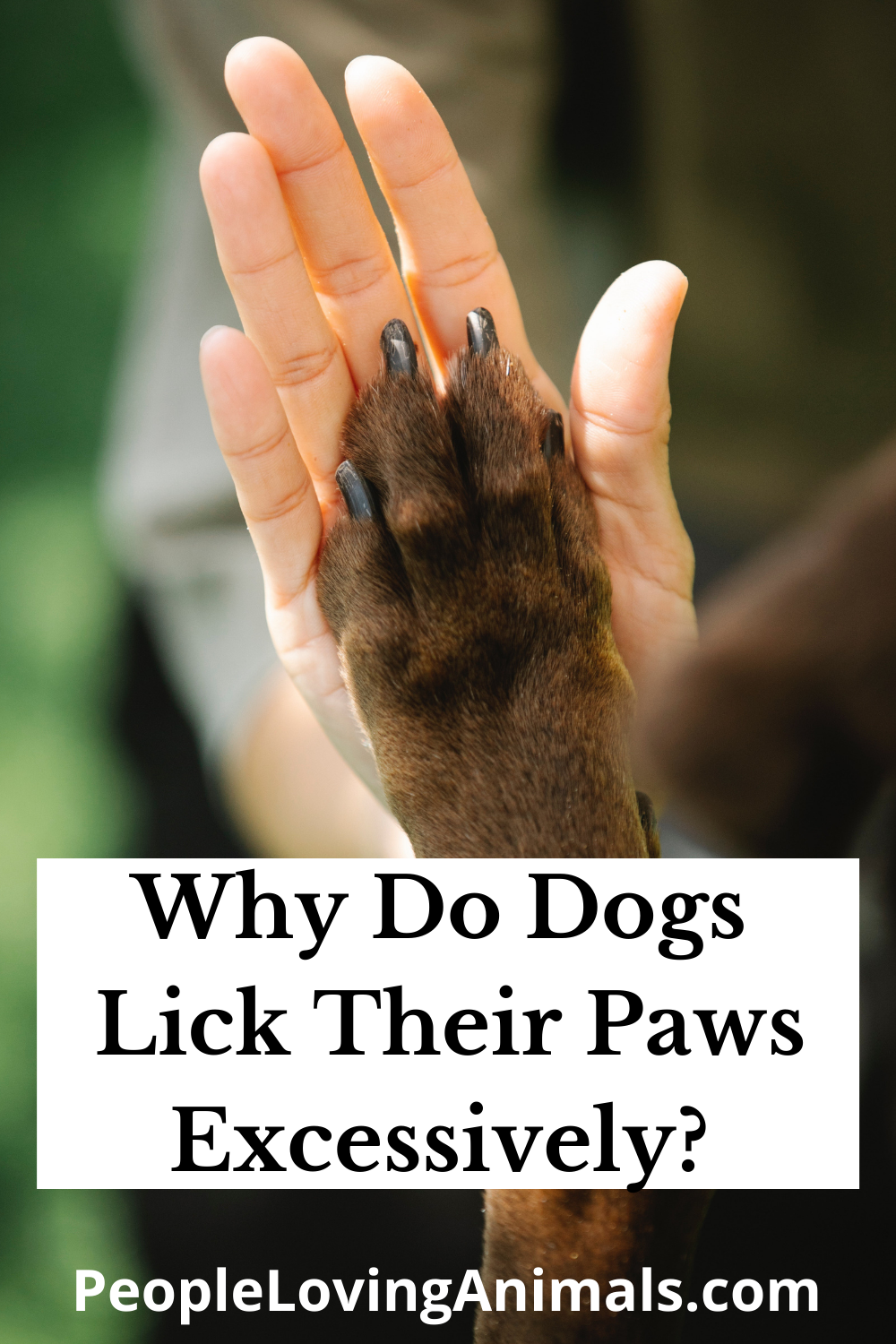 Why Do Dogs Lick Their Paws Excessively? - 7 Common Reasons