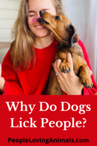 why do dogs lick people