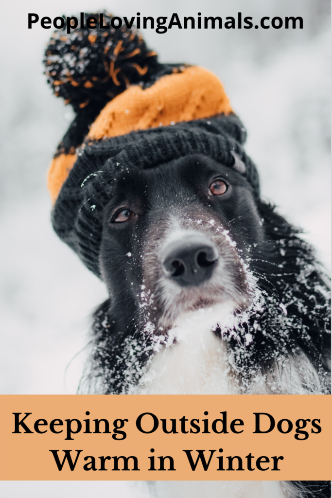 Keeping Outside Dogs Warm in Winter Is Being Outside SAFE?