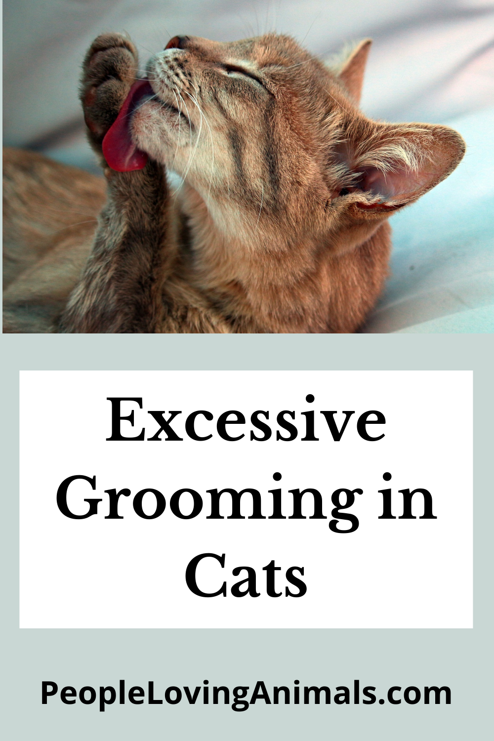 Excessive Grooming In Cats 4 Reasons For Cat Overgrooming