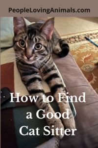 how to find a good cat sitter