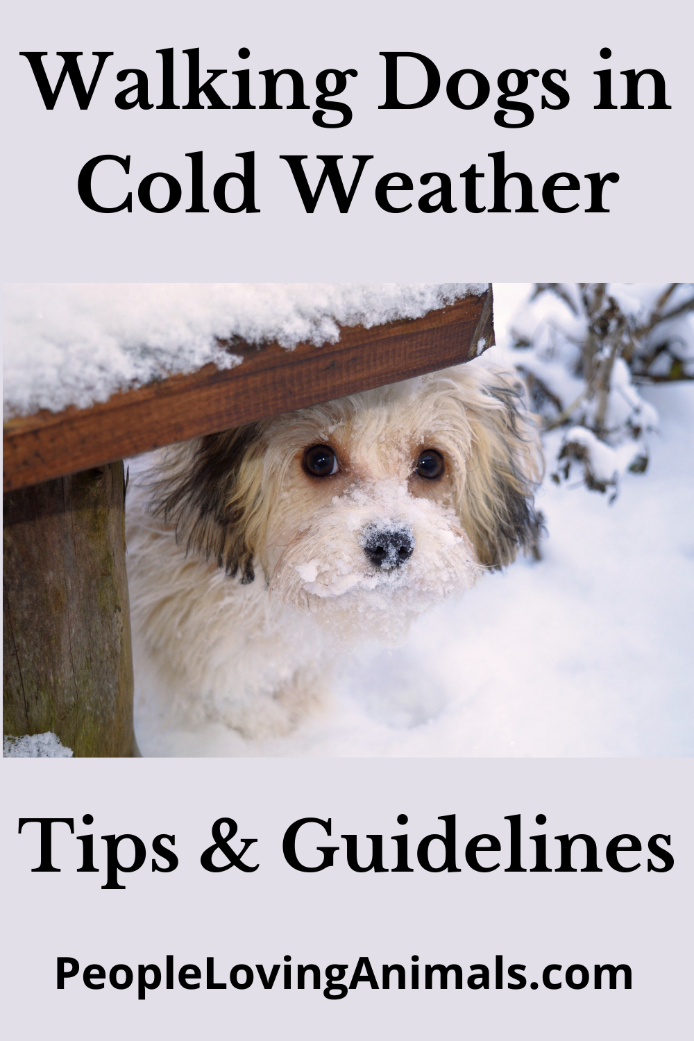 Walking Dogs in Cold Weather Things You DON'T Know