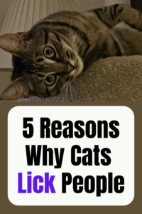 why do cats lick people