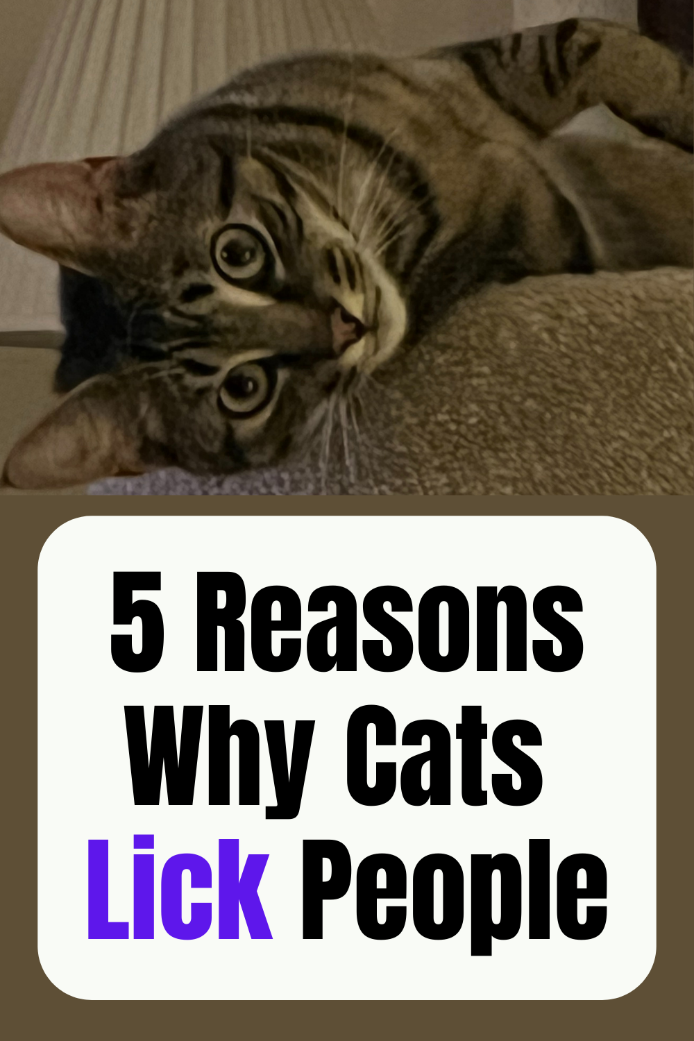 Why Do Cats Lick People? 5 Reasons Why and How to Stop It