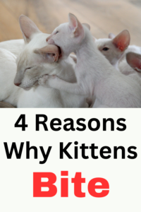 why kittens bite