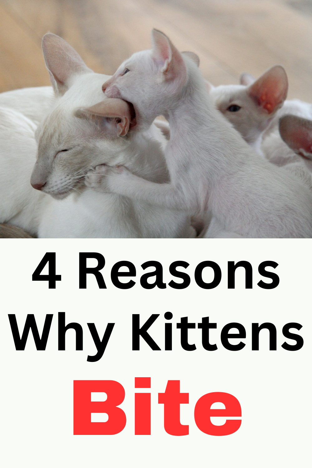 How to Stop a Kitten from Biting - Here's Why They Do It