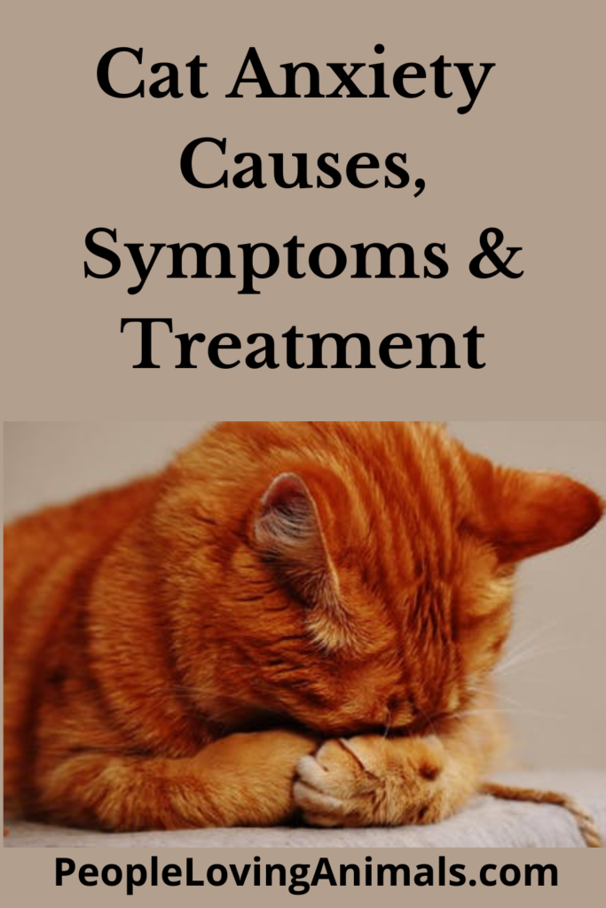 What is Cat Anxiety? Symptoms, Causes and Treatment