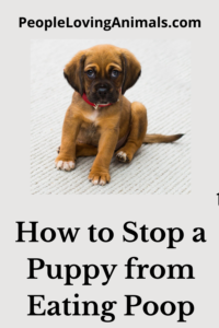 stop puppy eating poop