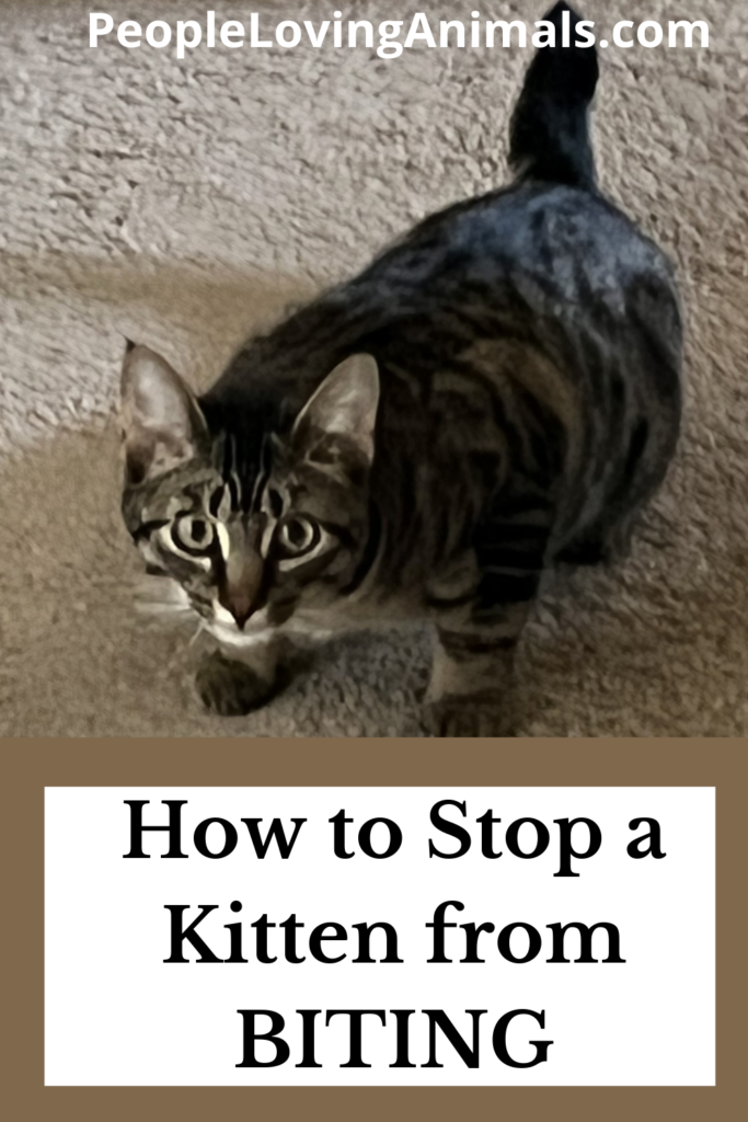 How to Stop a Kitten from Biting Here's Why They Do It