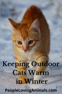 keeping outdoor cats warm in winter