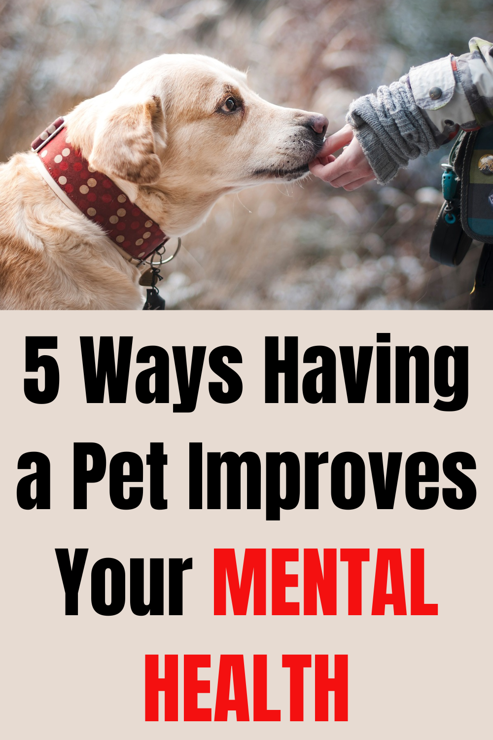 How Do Pets Improve Your Health? - Pets Make Us Healthier!